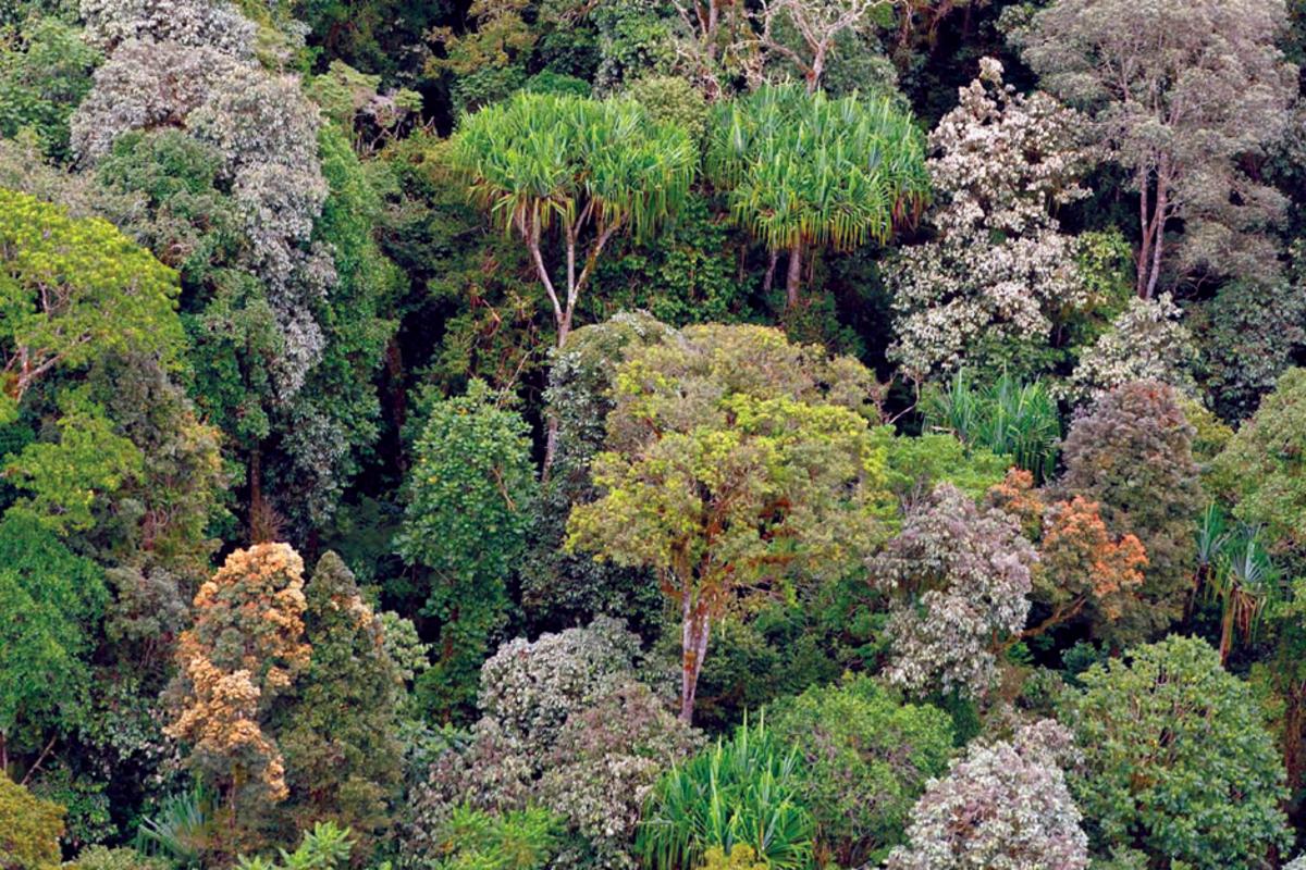 EU Willing to Help PNG With Forestry Reforms