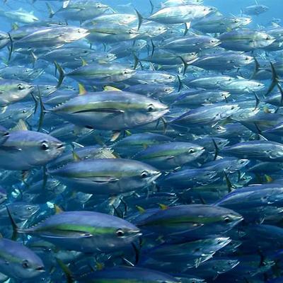 Downstream Processing Plans for Tuna