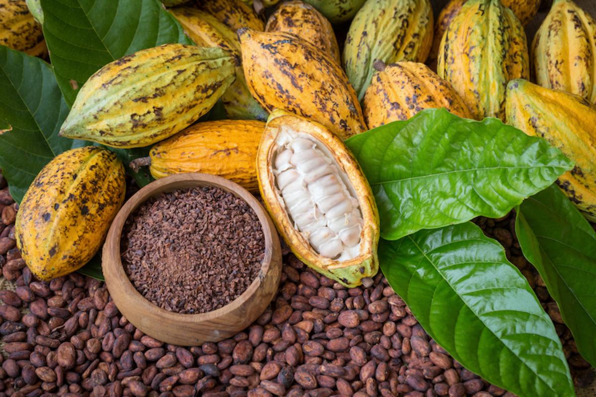 QUALITY COCOA ON THE RISE IN CHIMBU PROVINCE