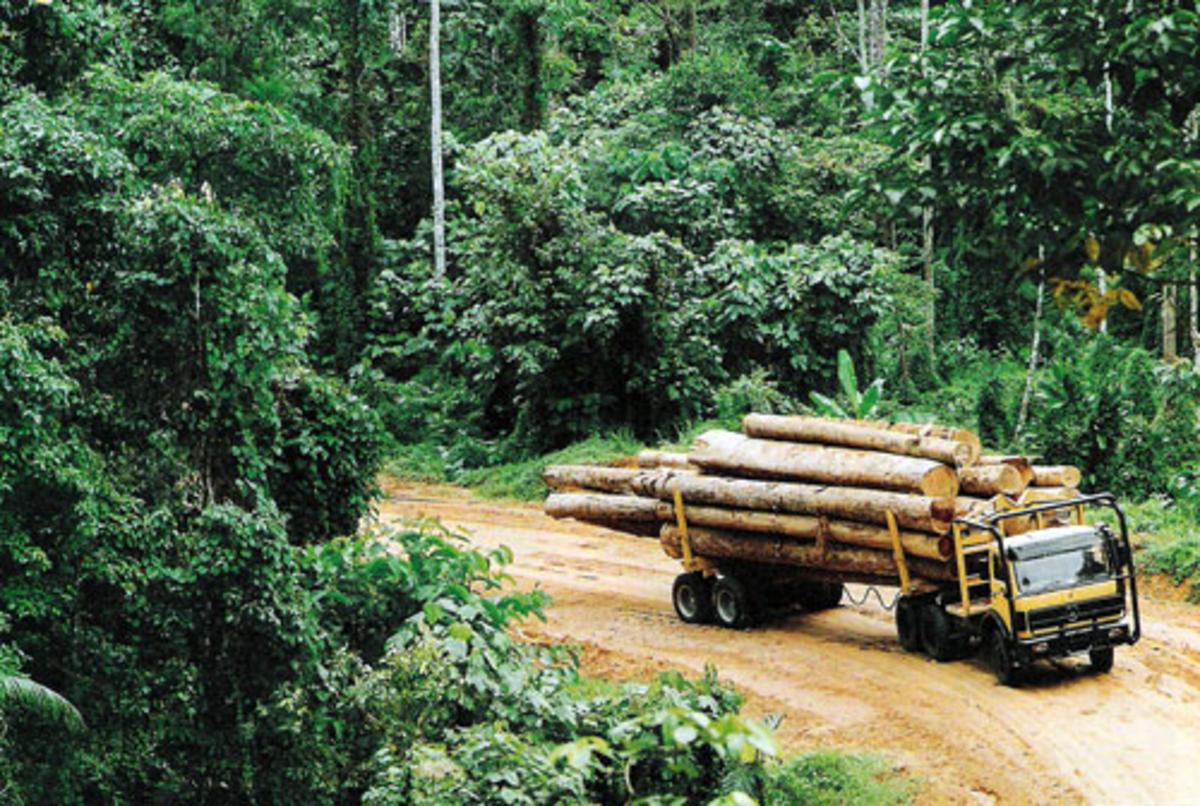 Forestry Act Reviewed