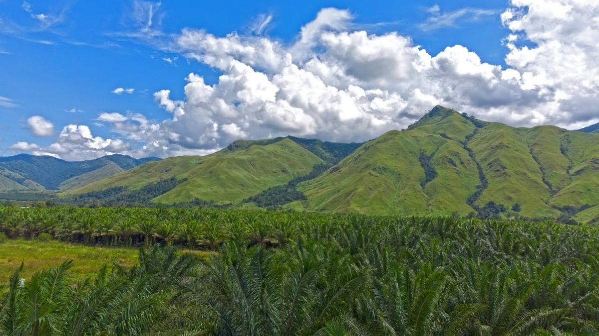 60,000 Oil Palm Seedling Nursery to be Built in Markham for Small holders