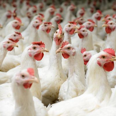 IMPOSED BAN ON POULTRY CREATES CONFUSION WITH EXPORTERS