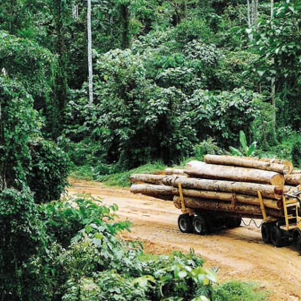 PM MARAPE CALLS FOR REFORESTATION OF AREAS BEING LOGGED IN PNG