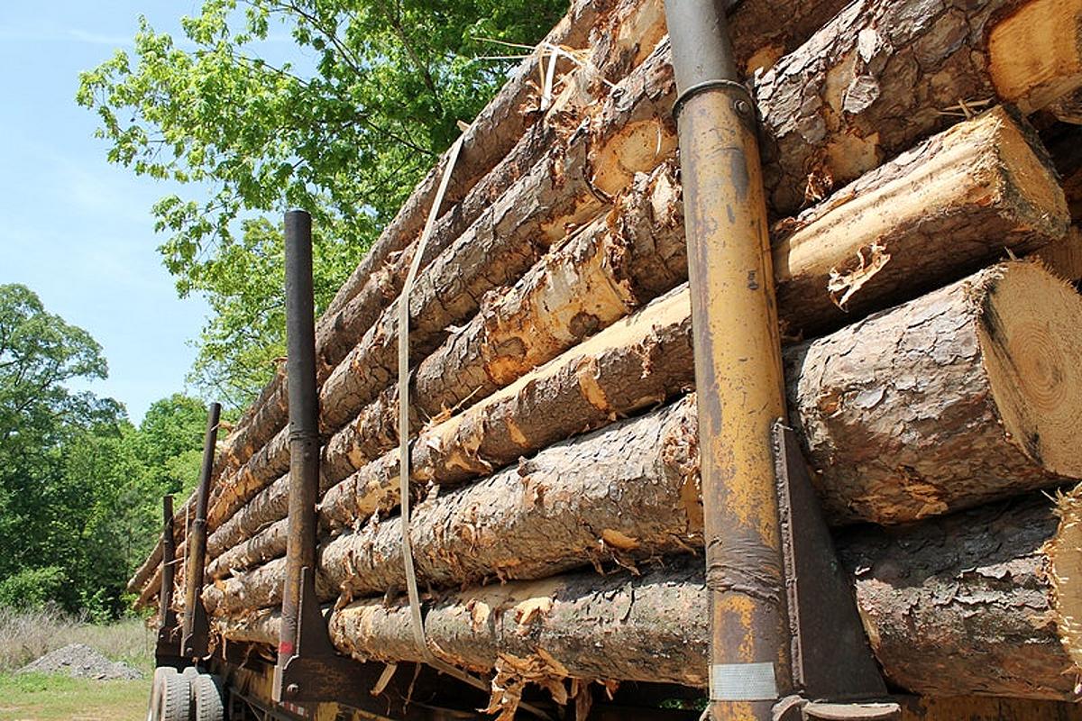 Prime Minister Announces Enactment of New Forestry Laws to Maximise Resource Value