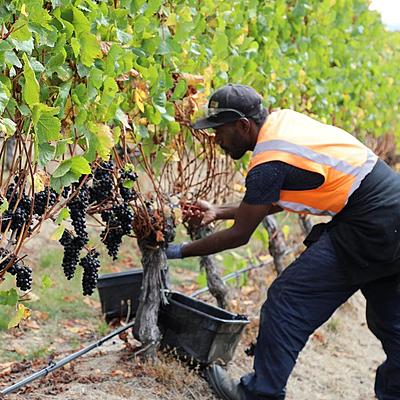PM MARAPE THANKS NEW ZEALAND GOVERNMENT FOR EMPLOY-MENT OF PAPUA NEW GUINEANS IN HORTICULTURE INDUSTRY