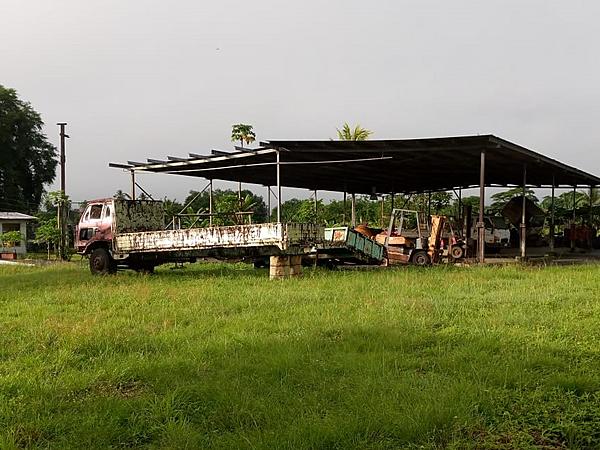 Rubber at a Crossroads: Cape Rodney’s Silent Struggle with its Plantations