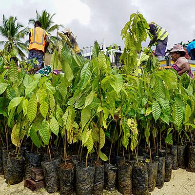 MRDC Expands Cocoa Project from Gulf to Southern Highlands