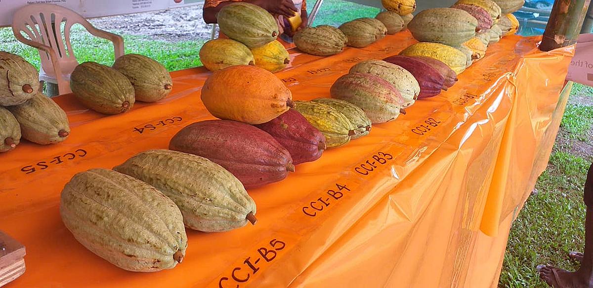 Bougainville Chocolate Festival Returns to Buka in October