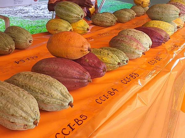 Bougainville Chocolate Festival Returns to Buka in October