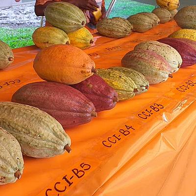Bougainville Chocolate Festival Returns to Buka in October