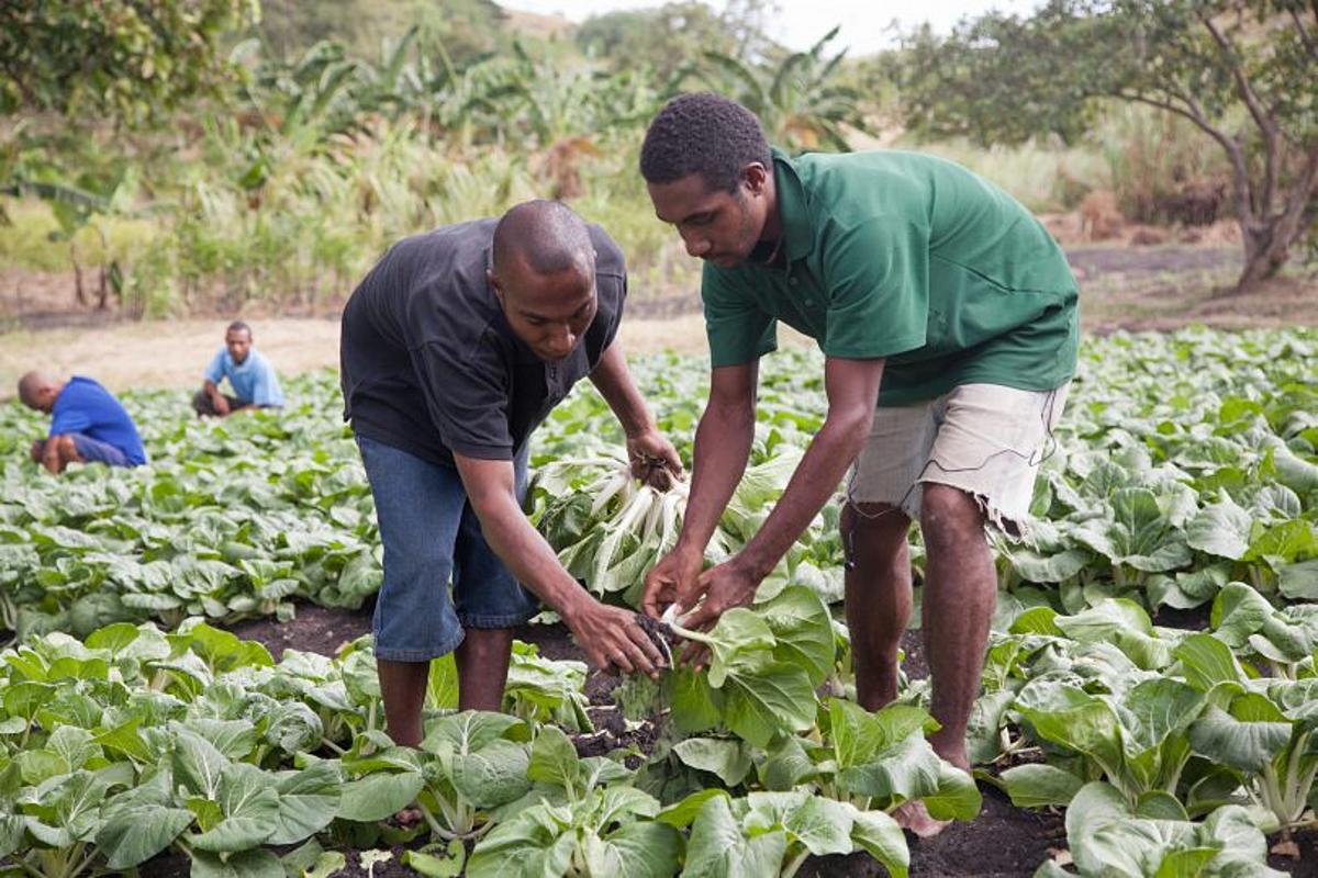 Extension Services Must be put in Place, Says Agriculture Minister 