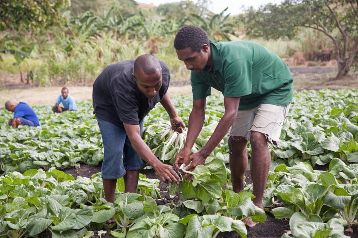  Extension Services Must Be Put In Place Says Agriculture Minister
