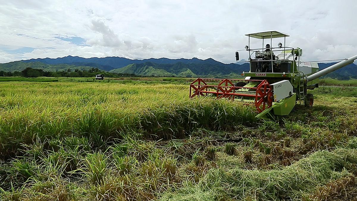 There Is Potential for PNG to Export Rice, Says Official 
