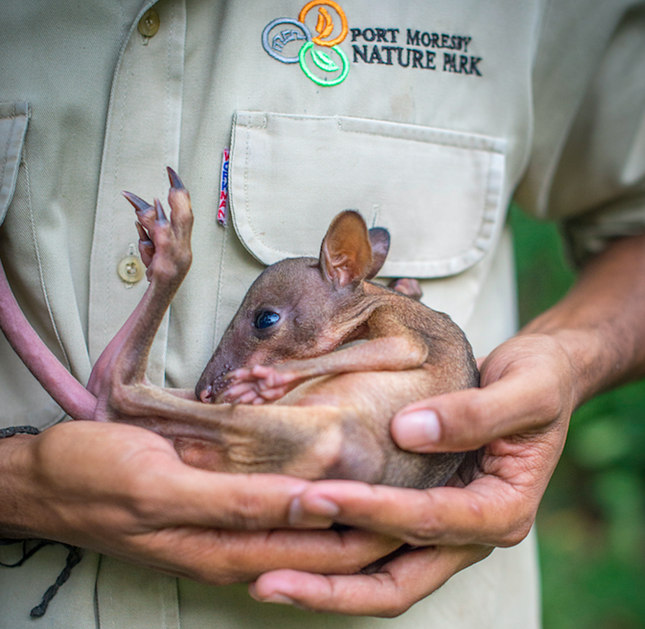 Papua New Guinea put on World Map by Port Moresby Nature Park